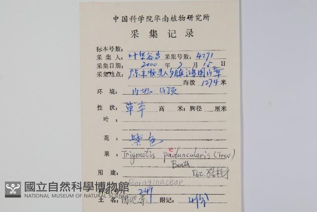 附地菜藏品圖，第2張