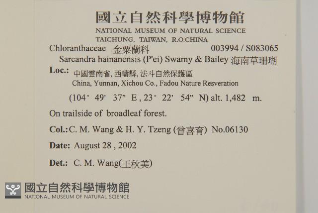 海南草珊瑚藏品圖，第2張