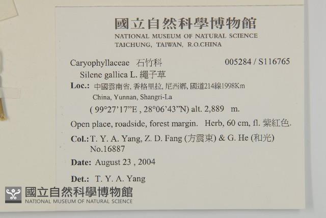 匙葉麥瓶草藏品圖，第2張