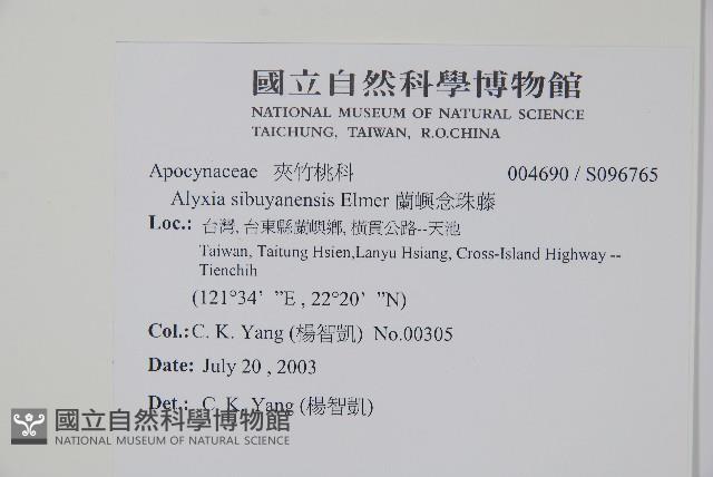 蘭嶼念珠藤藏品圖，第2張