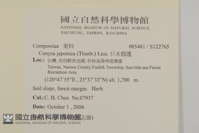 日本假蓬藏品圖，第2張