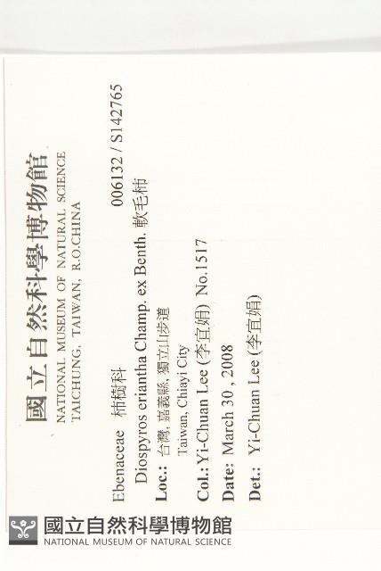 軟毛柿藏品圖，第2張