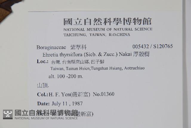 厚殼樹藏品圖，第2張