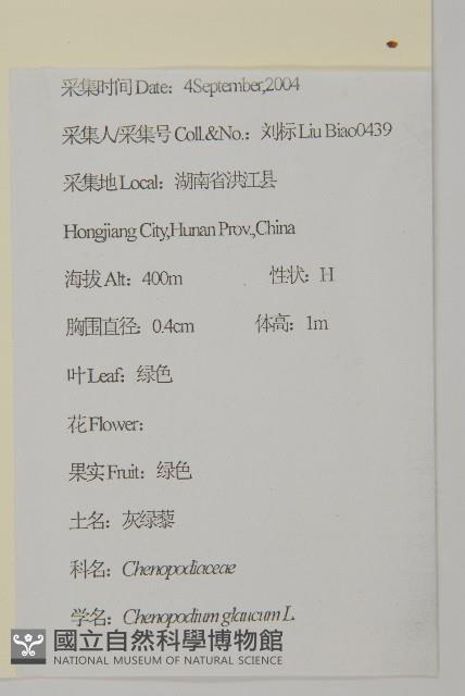 灰綠藜藏品圖，第2張