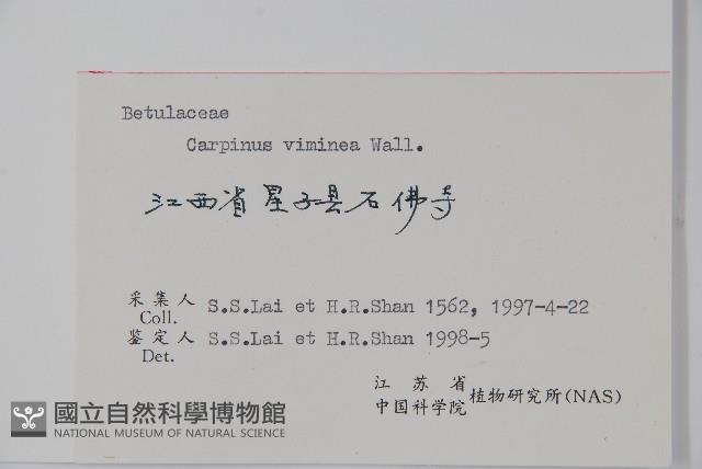 雷公鵝耳櫪藏品圖，第2張