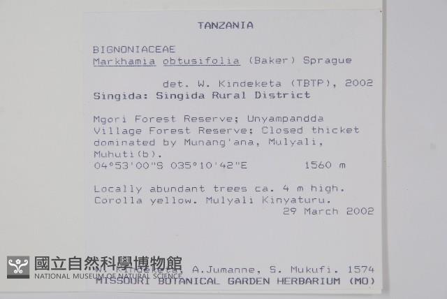 鈍頭貓尾樹藏品圖，第2張