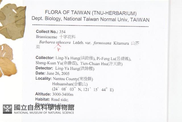 山芥菜藏品圖，第2張