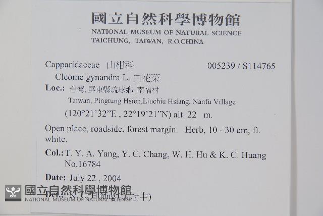 白花菜藏品圖，第2張