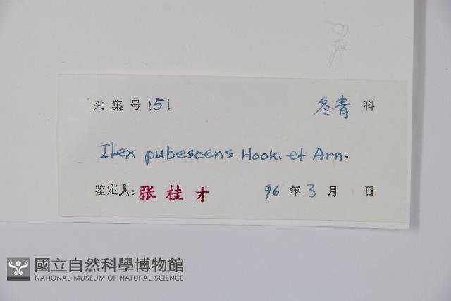 密毛假黃楊藏品圖，第2張