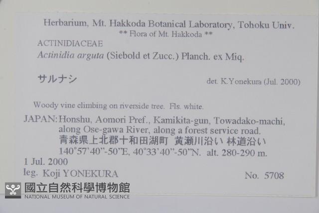 軟棗獼猴桃藏品圖，第2張