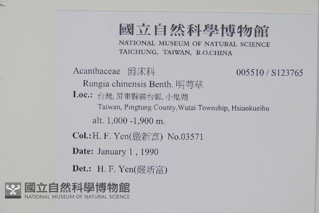 明萼草藏品圖，第2張