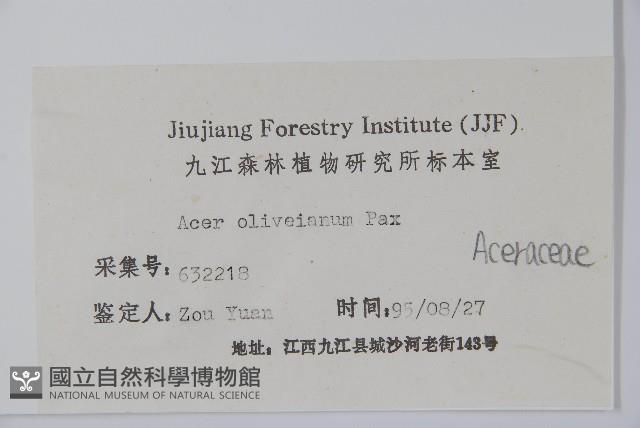 五裂槭藏品圖，第2張