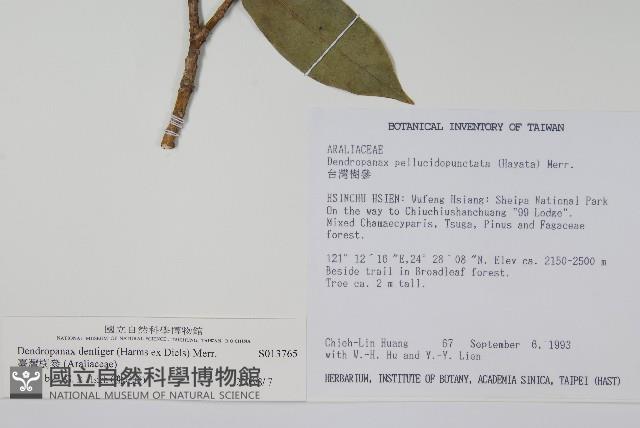 臺灣樹參藏品圖，第2張