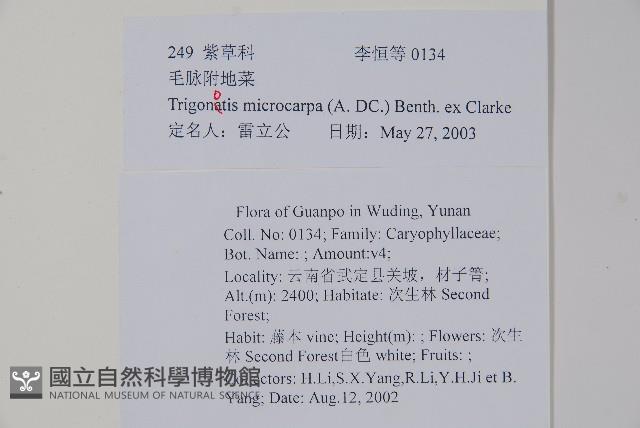 毛脈附地菜藏品圖，第2張