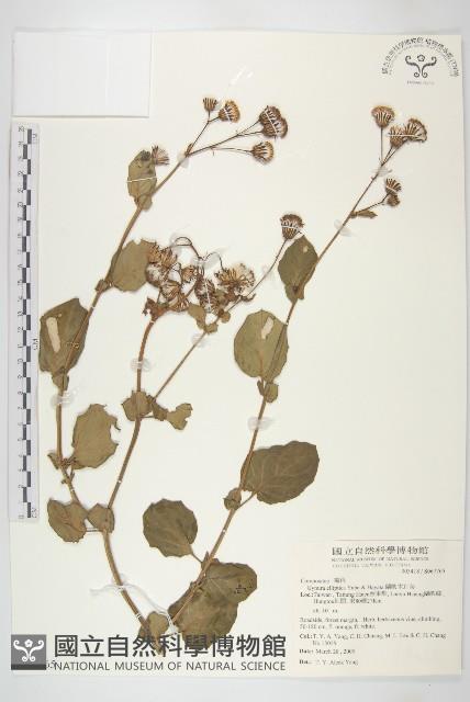 蘭嶼木耳菜藏品圖，第1張