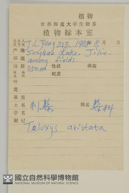 刺藜藏品圖，第2張