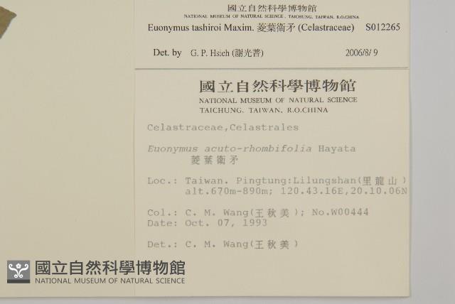 菱葉衛矛藏品圖，第2張