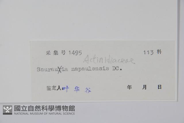 錐序水東哥藏品圖，第2張