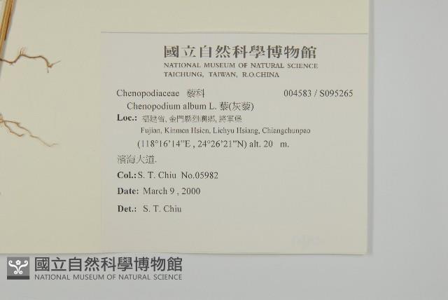 藜、灰藜藏品圖，第2張