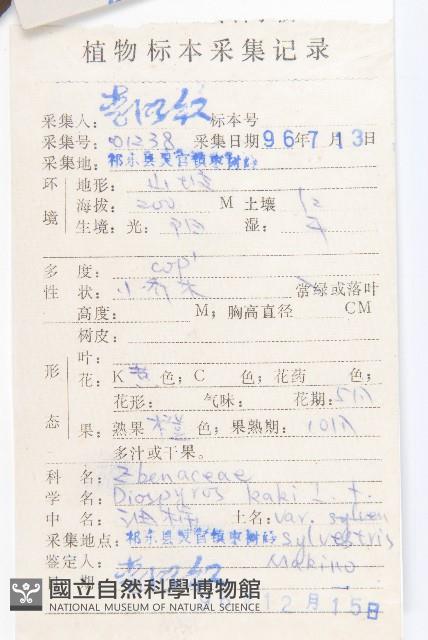 油柿藏品圖，第2張