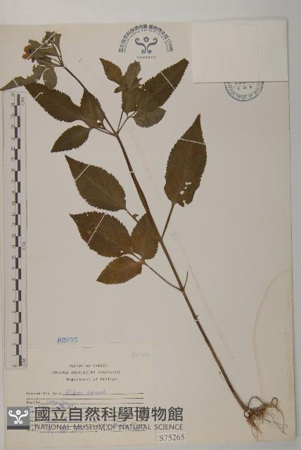 鬼針藏品圖，第1張