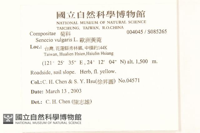 歐洲黃菀藏品圖，第2張