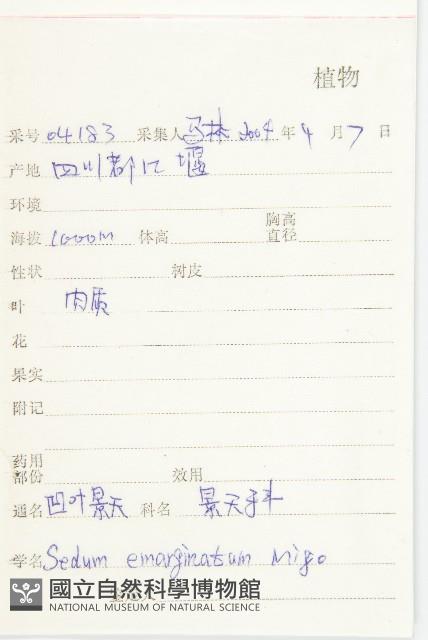 凹葉景天藏品圖，第2張