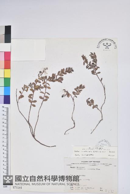 高山白珠樹藏品圖，第1張