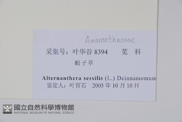 蓮子草藏品圖，第2張