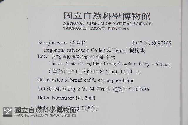 假酸漿藏品圖，第2張