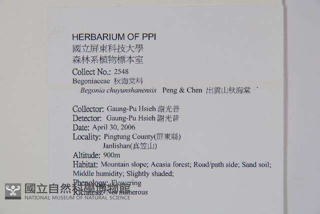 出雲山秋海棠藏品圖，第2張