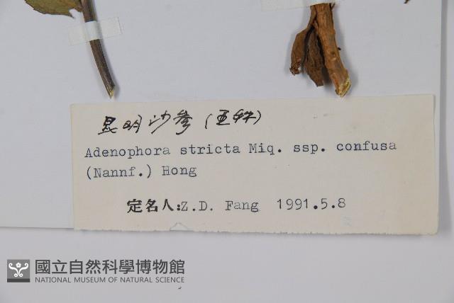 昆明沙參藏品圖，第2張