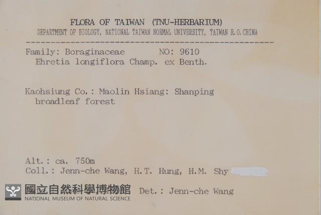 長花厚殼樹藏品圖，第2張