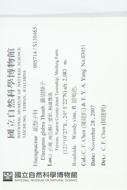 藤胡頹子藏品圖，第2張