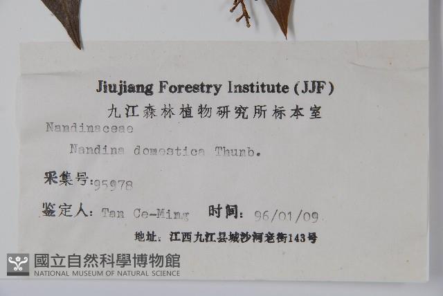 南天竹、天竹、蘭天竹藏品圖，第2張