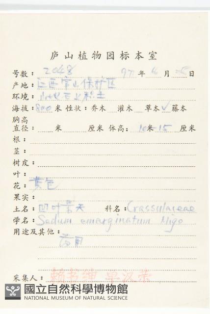 凹葉景天藏品圖，第2張