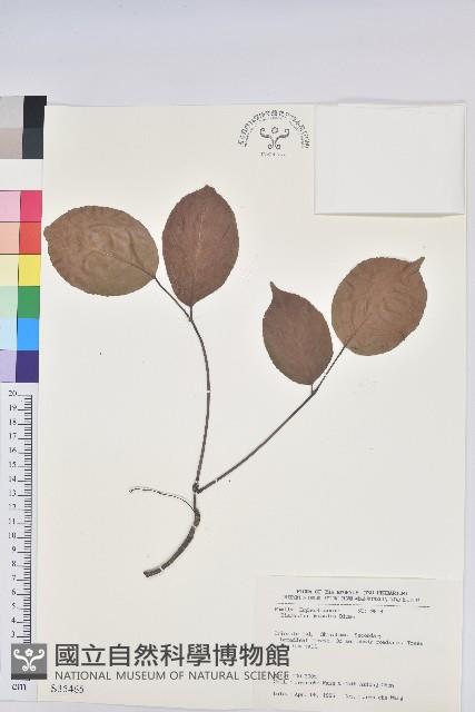 茄苳、重陽木藏品圖，第1張