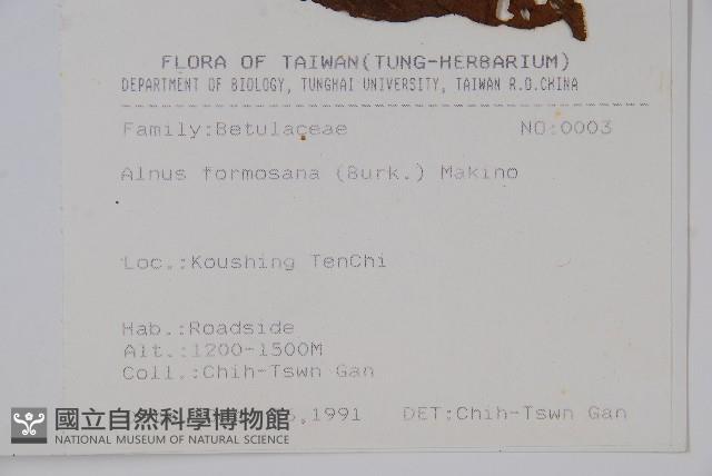 臺灣赤楊、臺灣榿木藏品圖，第2張