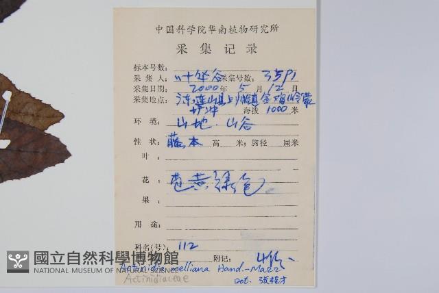 美麗獼猴桃藏品圖，第2張