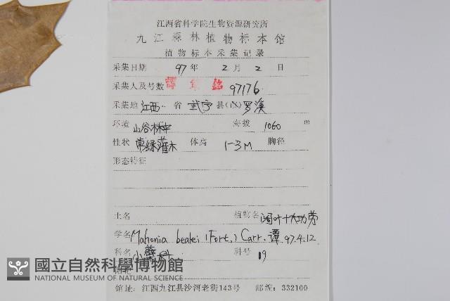 闊葉十大功勞藏品圖，第2張