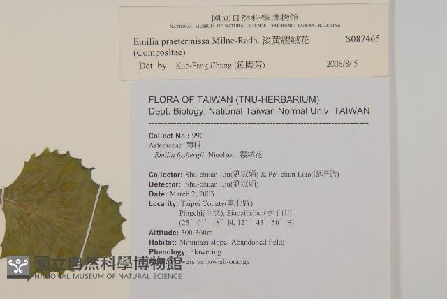 粉黃纓絨花藏品圖，第2張