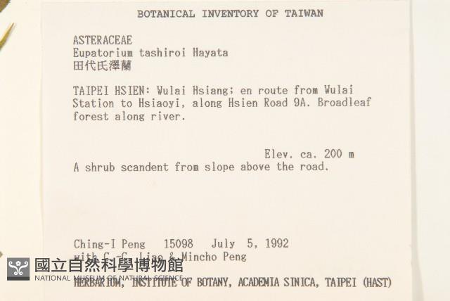 田代氏澤蘭藏品圖，第2張