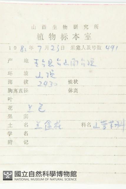 華北藍盆花藏品圖，第2張