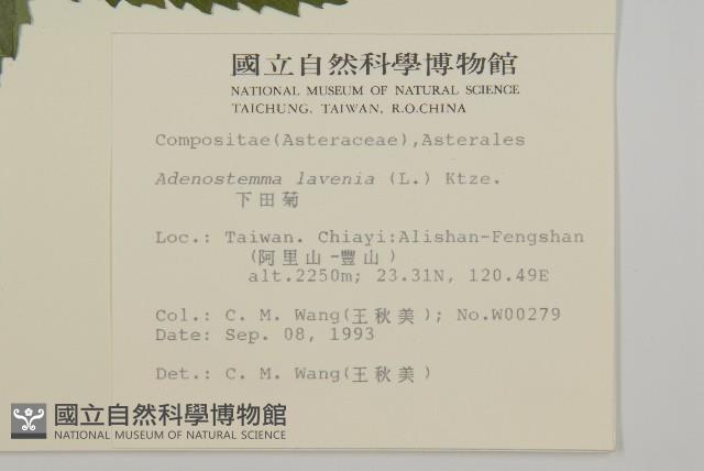 下田菊藏品圖，第2張