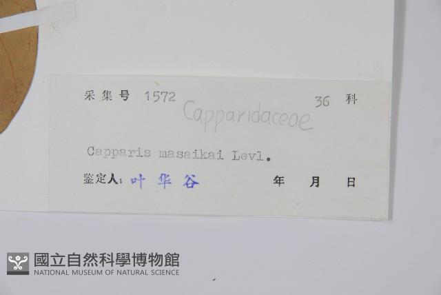 水檳榔藏品圖，第2張