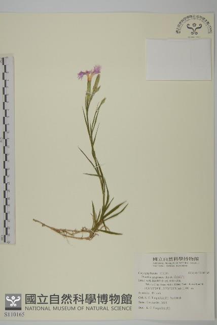 玉山石竹藏品圖，第1張