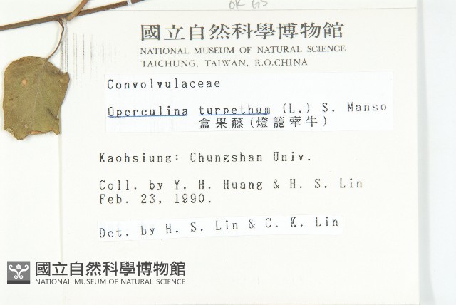 盒果藤藏品圖，第2張