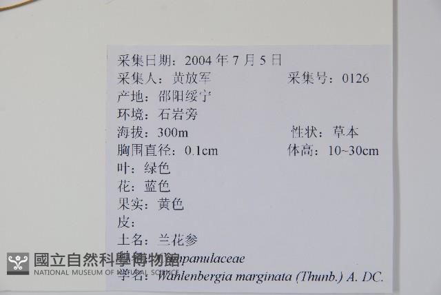 細葉蘭花參藏品圖，第2張