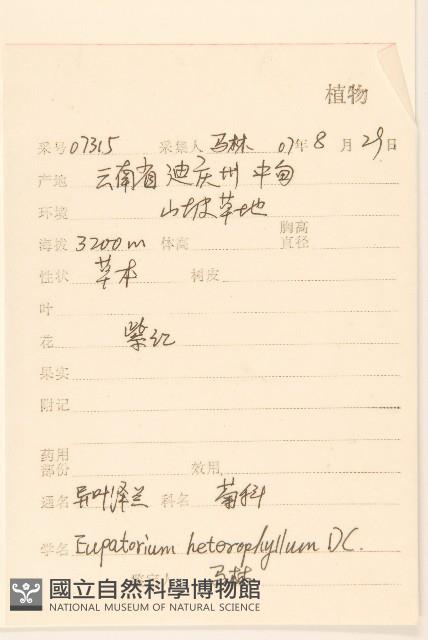 異葉澤蘭藏品圖，第2張