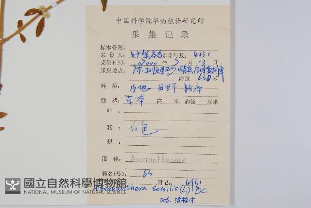 蓮子草藏品圖，第2張